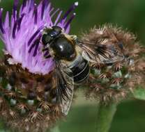 Image of Eristalis rupium Fabricius 1805