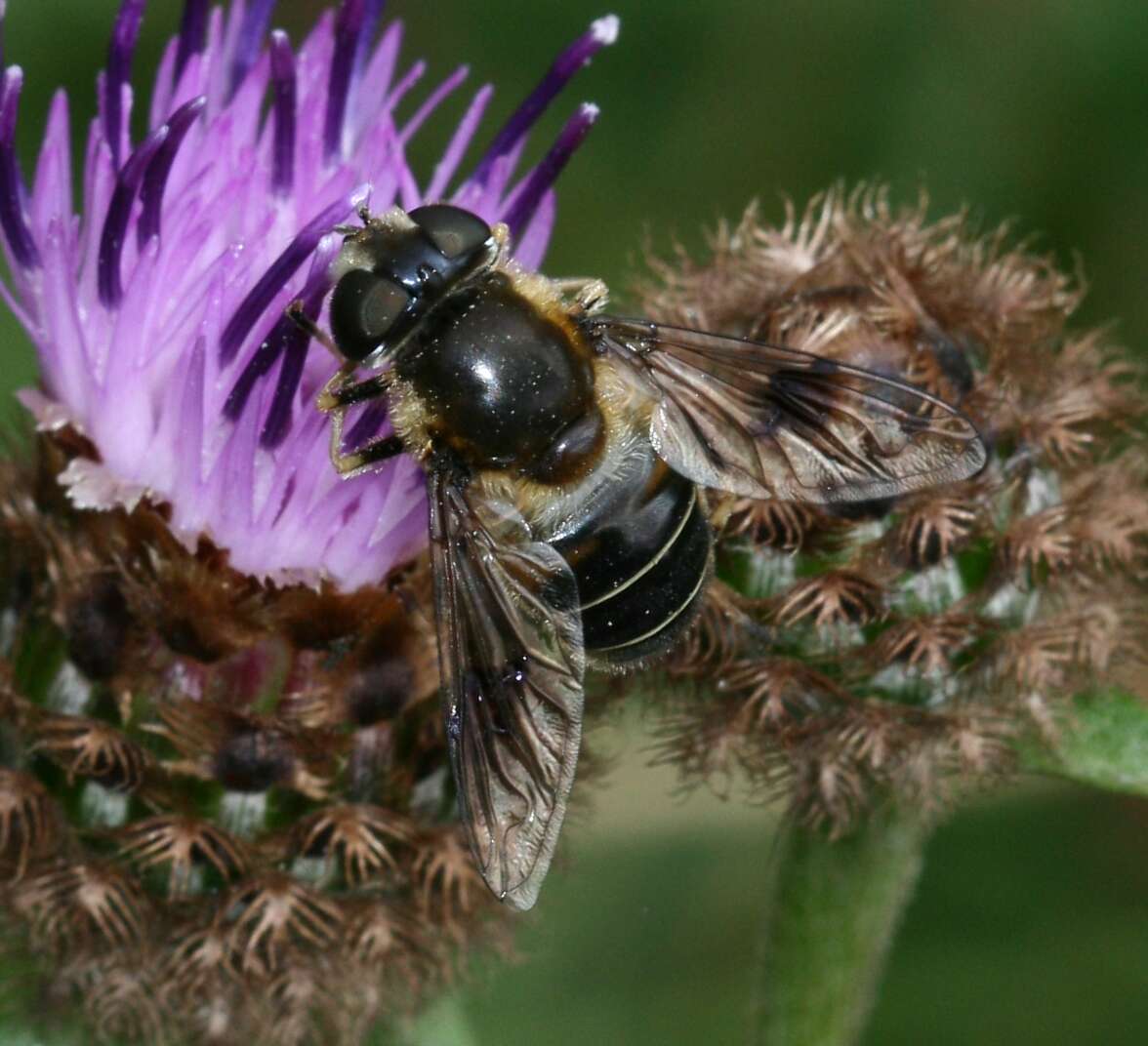 Image of Eristalis rupium Fabricius 1805