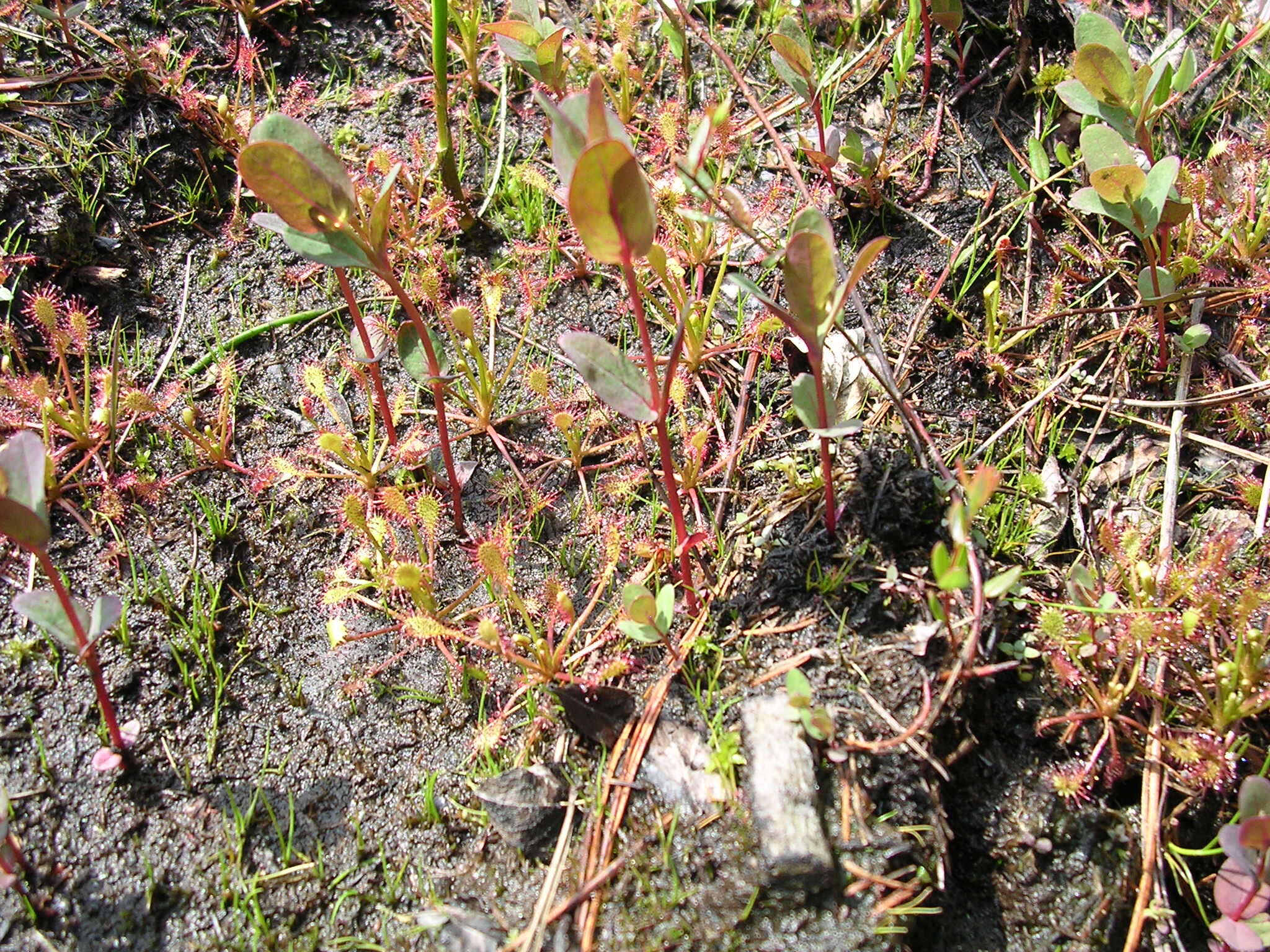 Image of Common Sundew