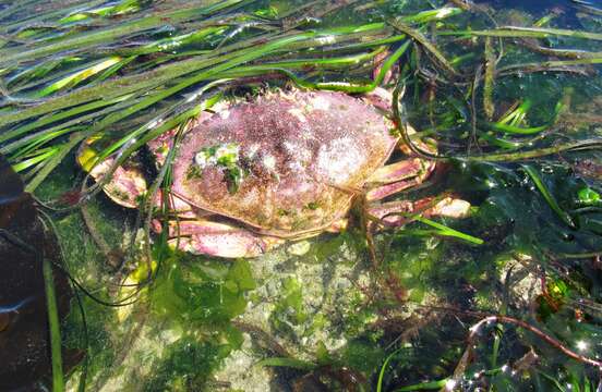 Image of Metacarcinus magister