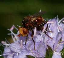 Image of Sicus ferrugineus (Linnaeus 1761)