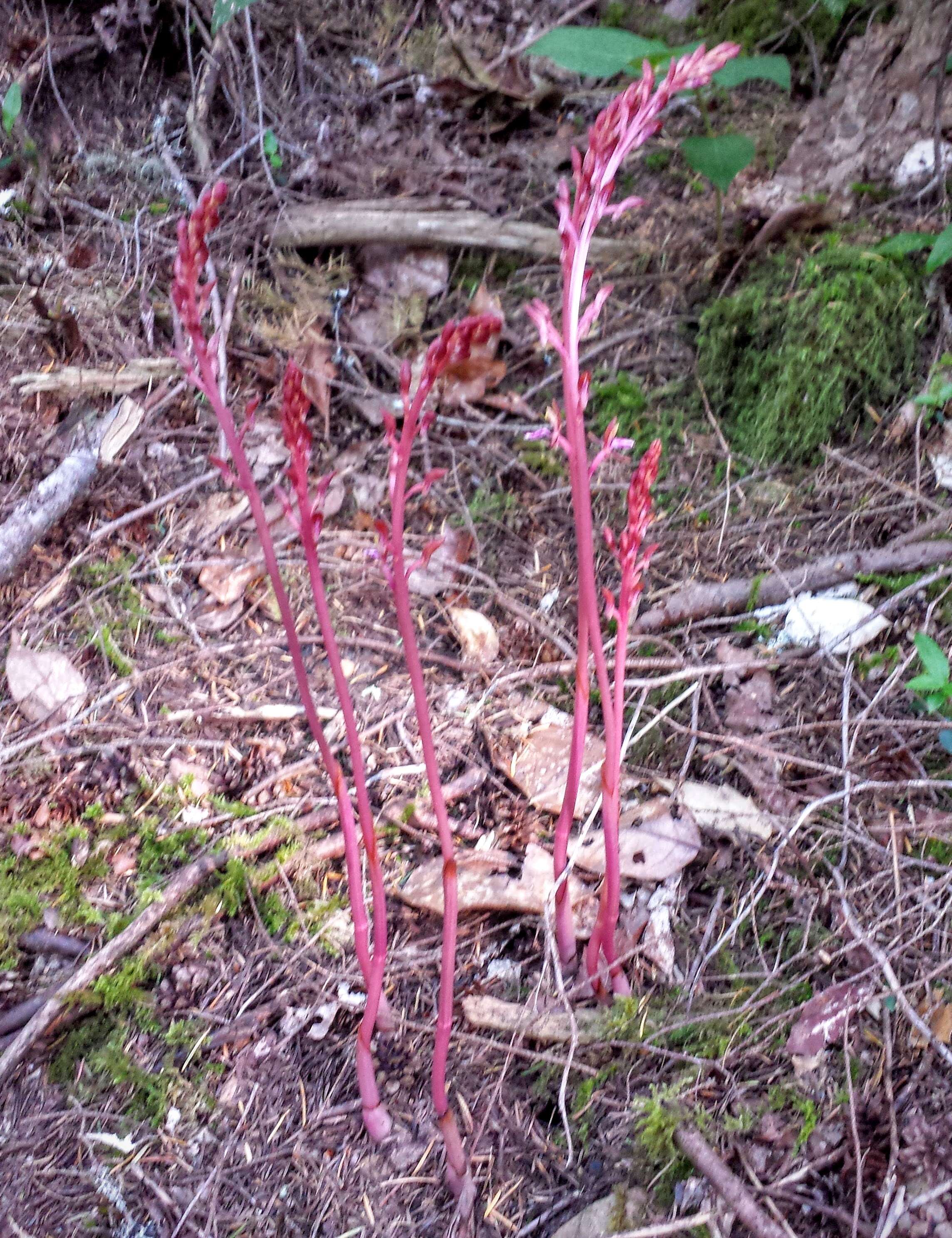 Image of Spotted coralroot