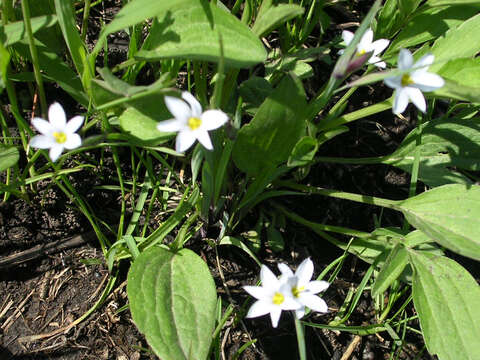 Image of white blue-eyed grass