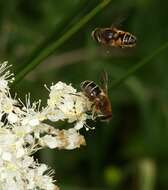 Image of <i>Eristalis nemorum</i>