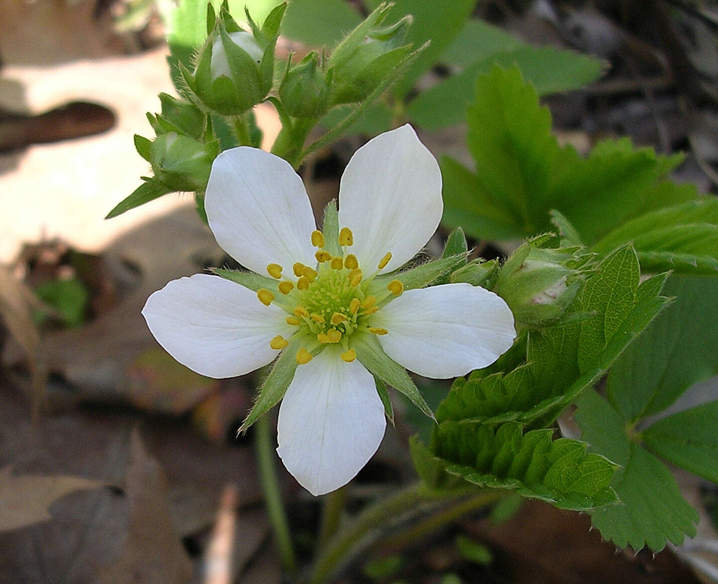 Image of Virginia strawberry