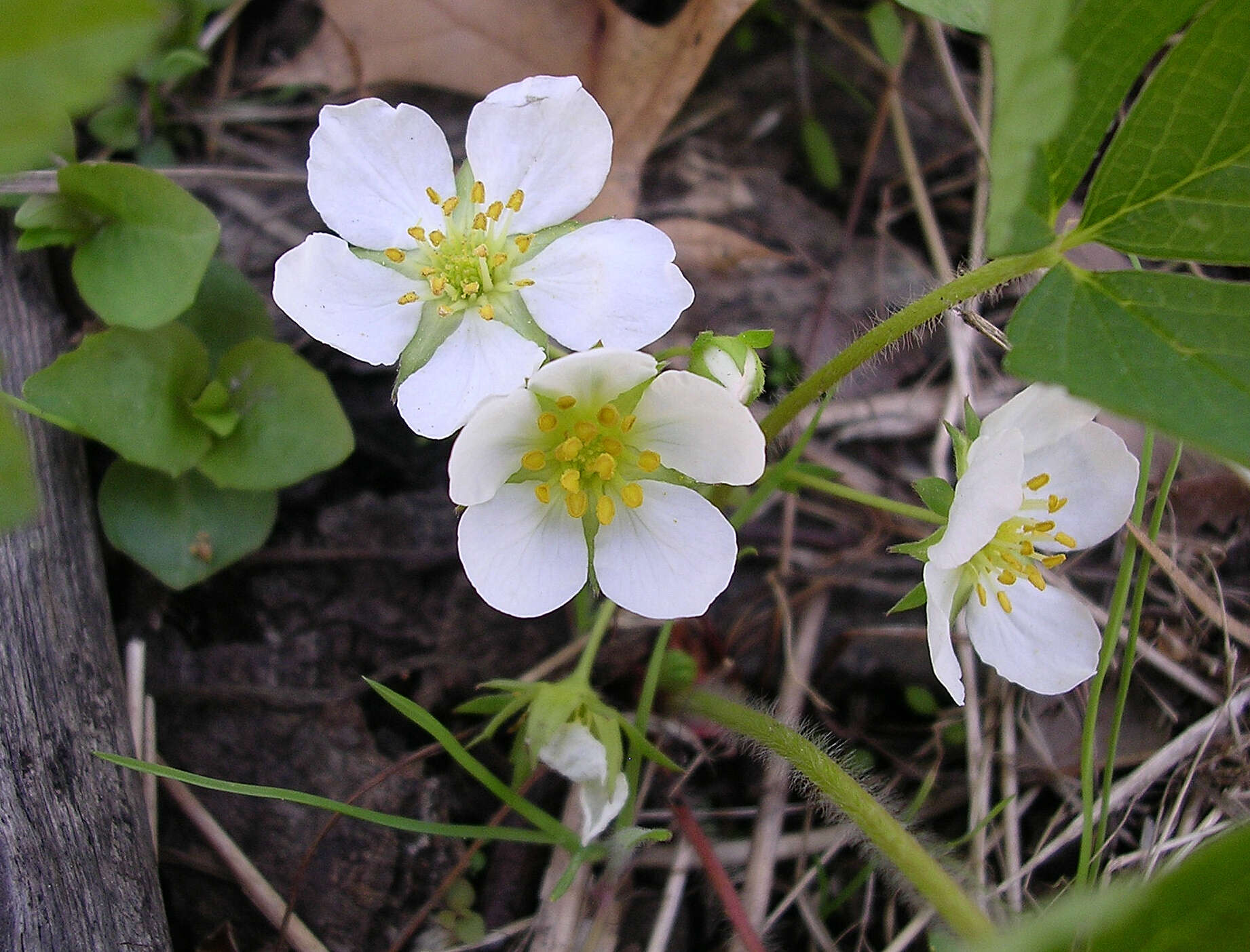 Image of Virginia strawberry