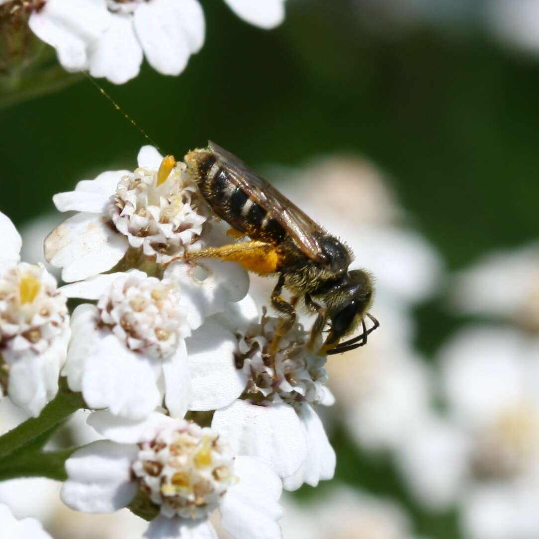 Halictus ligatus Say 1837的圖片