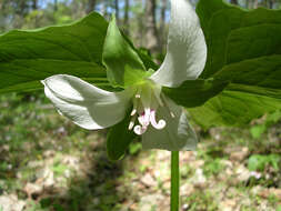 Imagem de Trillium flexipes Raf.