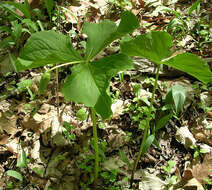 Imagem de Trillium flexipes Raf.