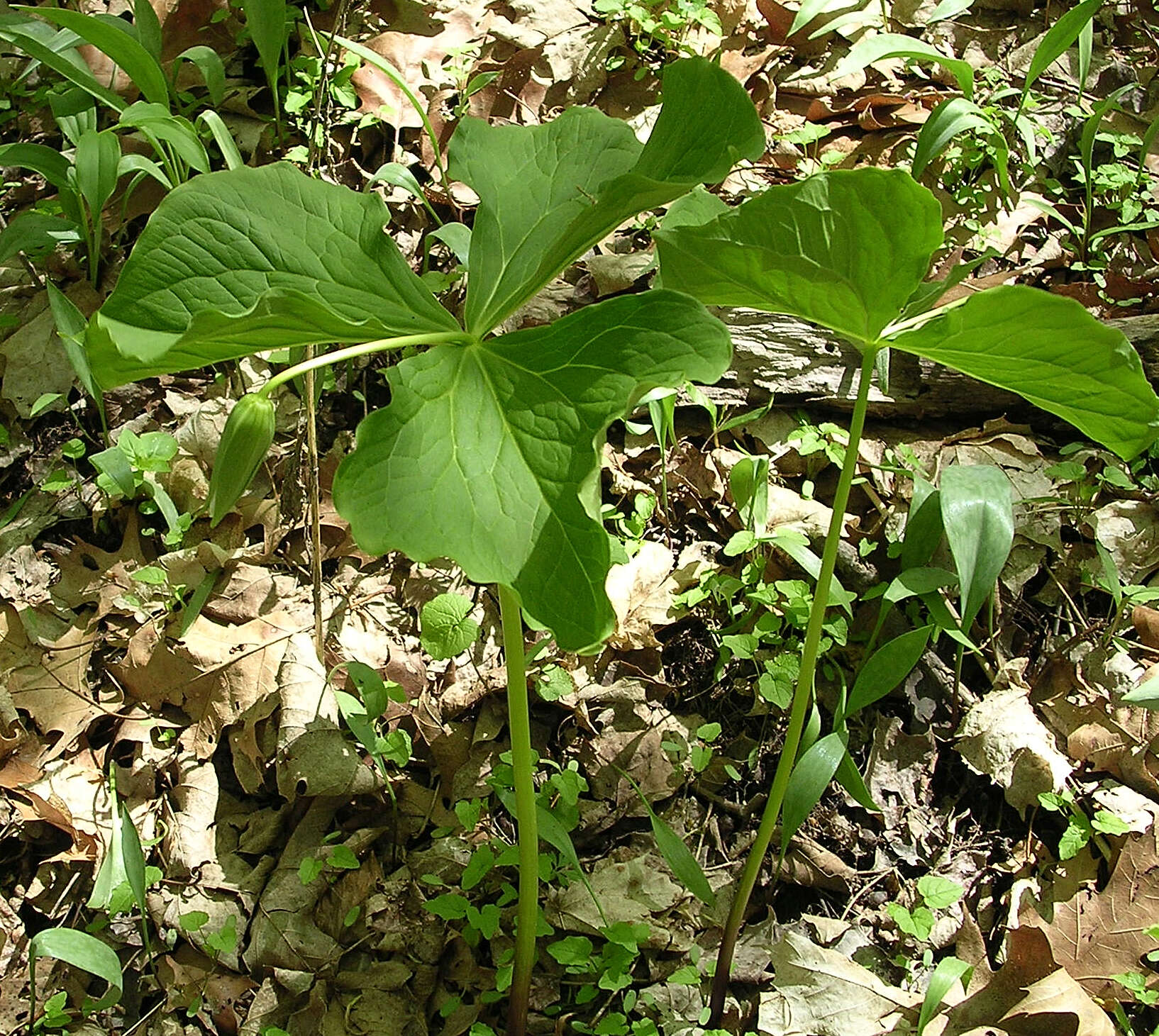 Imagem de Trillium flexipes Raf.