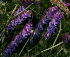 Image of bird vetch