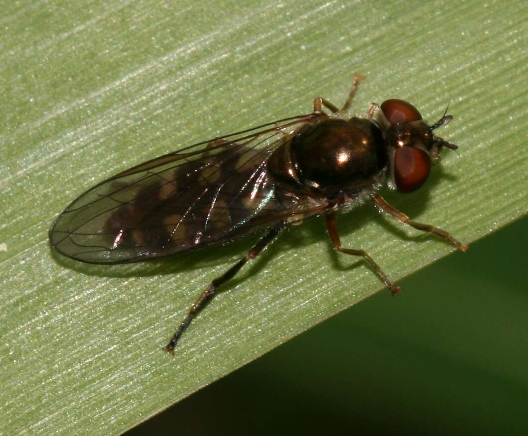 Image of Platycheirus peltatus (Meigen 1822)