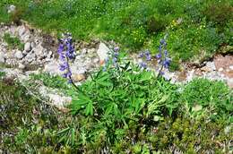 Image of broadleaf lupine