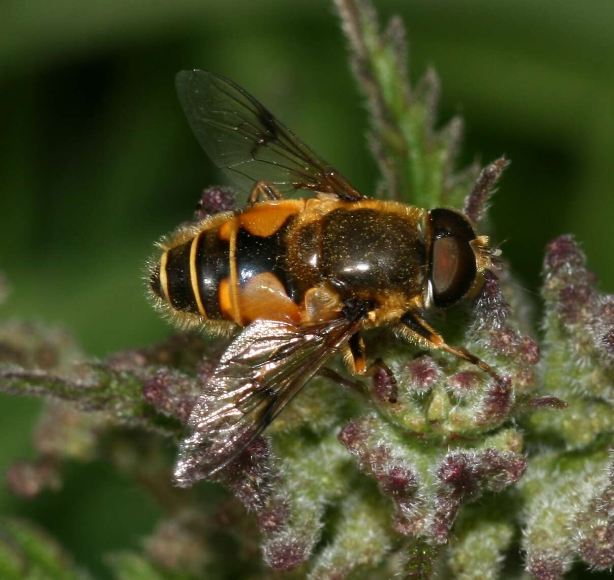 Image of <i>Eristalis horticola</i>