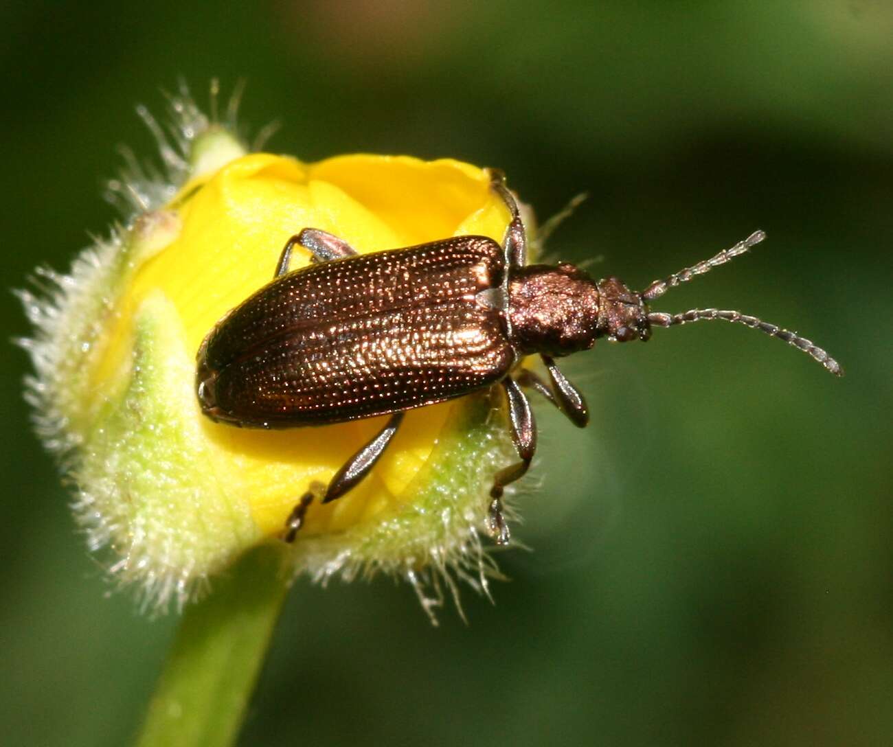 Image of Plateumaris sericea