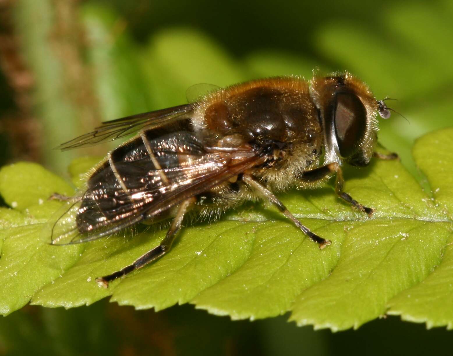 صورة <i>Eristalis nemorum</i>