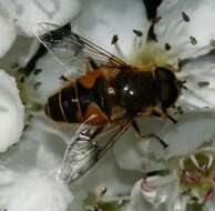 Image of <i>Eristalis horticola</i>