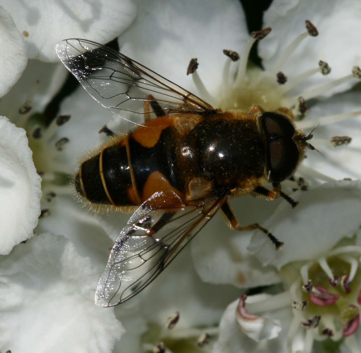 Слика од <i>Eristalis horticola</i>