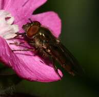 Image of Platycheirus manicatus (Meigen 1822)