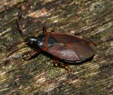 Image of Gastrodes (Gastrodes) grossipes De Geer 1773