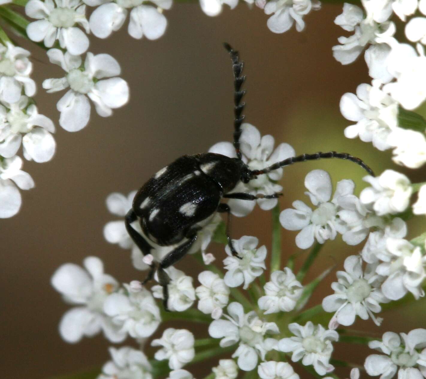 Слика од Callosobruchus