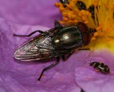 Stomorhina lunata (Fabricius 1805) resmi