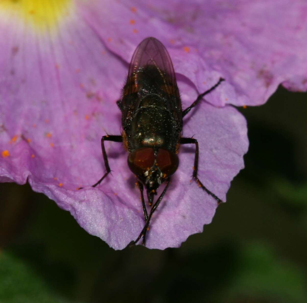 Stomorhina lunata (Fabricius 1805) resmi