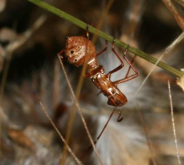 Image of Broad-Headed Bug