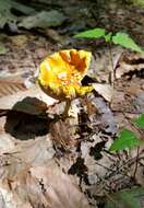 Image of Amanita flavoconia G. F. Atk. 1902