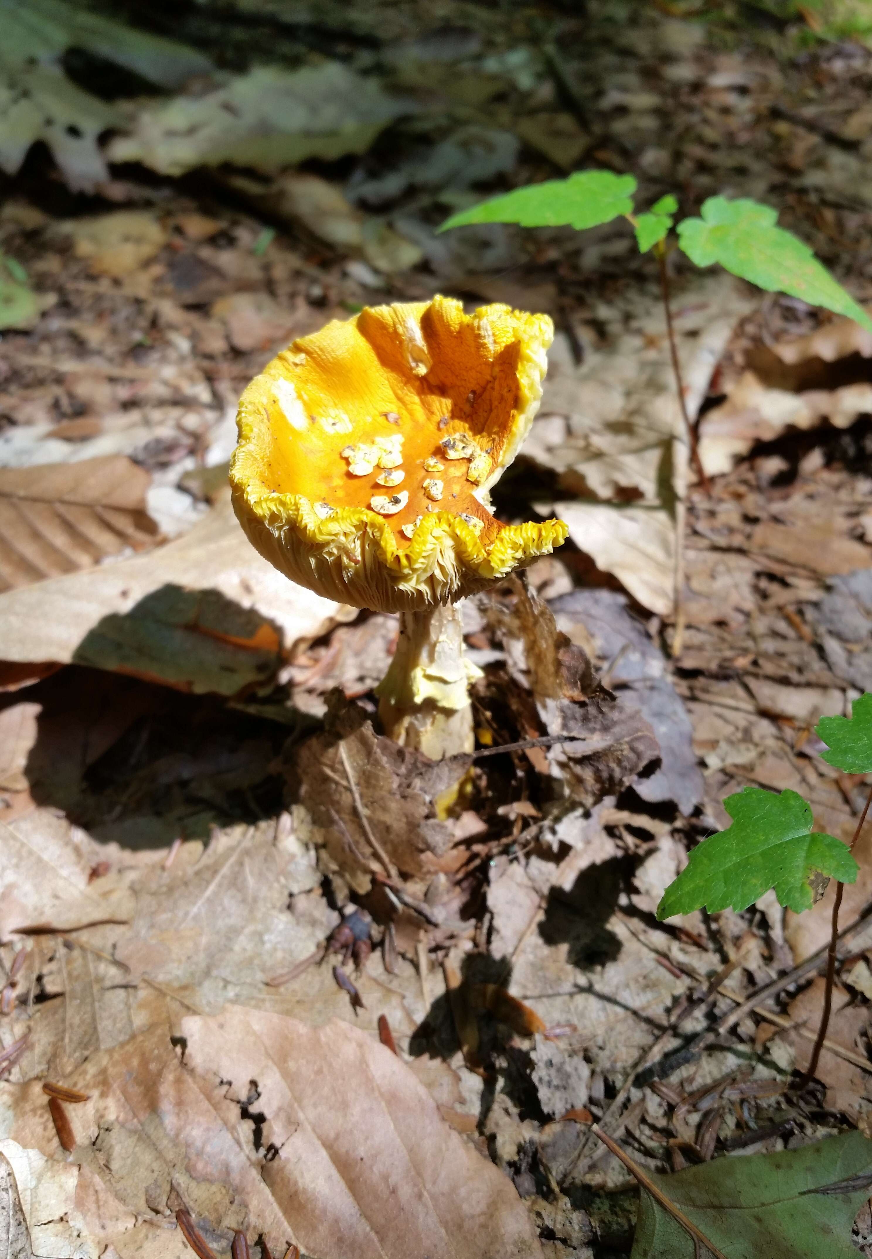 Image of Amanita flavoconia G. F. Atk. 1902