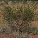 Imagem de Acacia lysiphloia F. Muell.