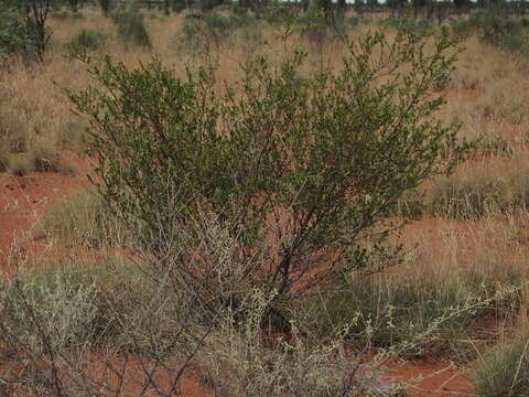 صورة Acacia lysiphloia F. Muell.