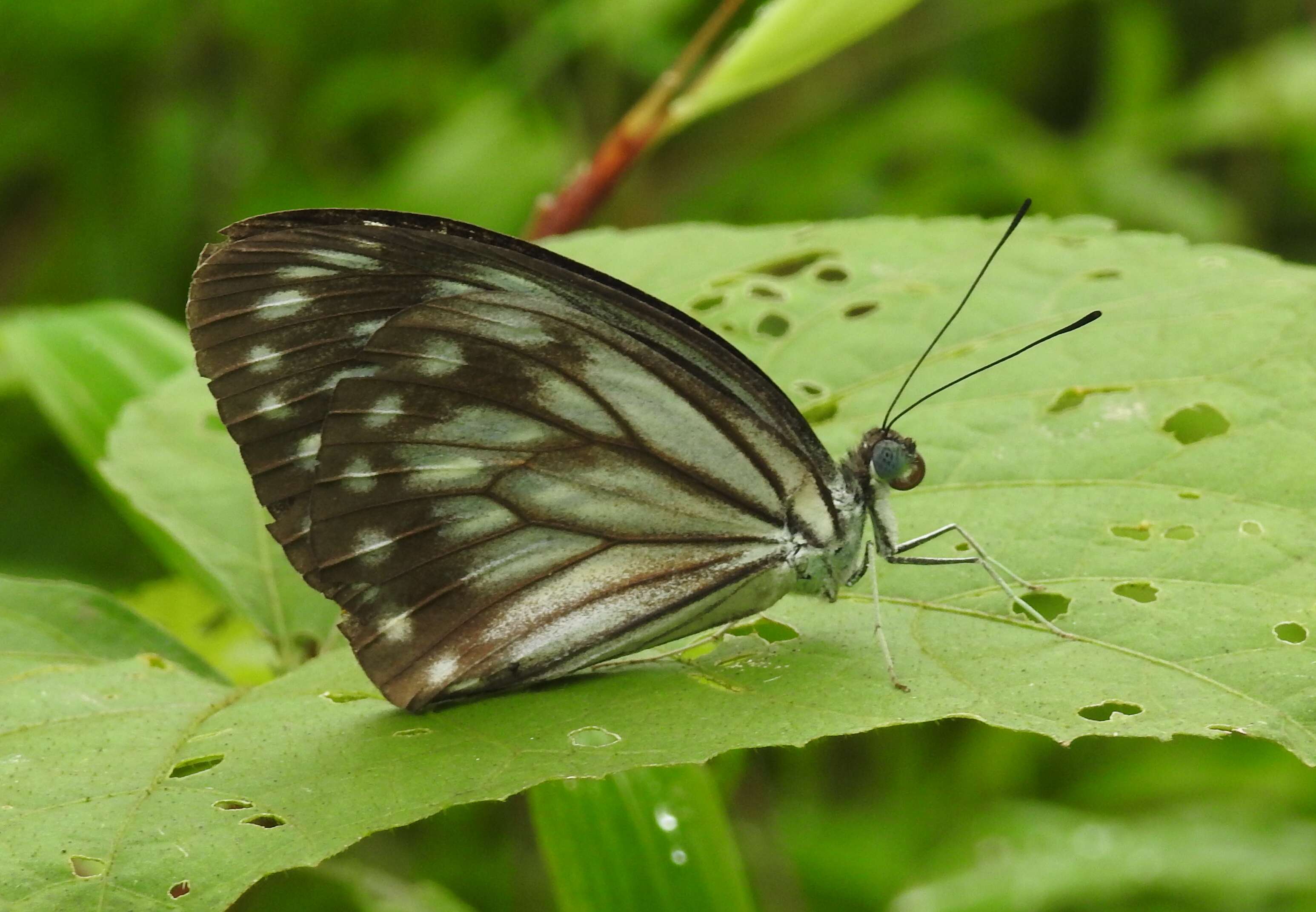 Image of Pareronia hippia