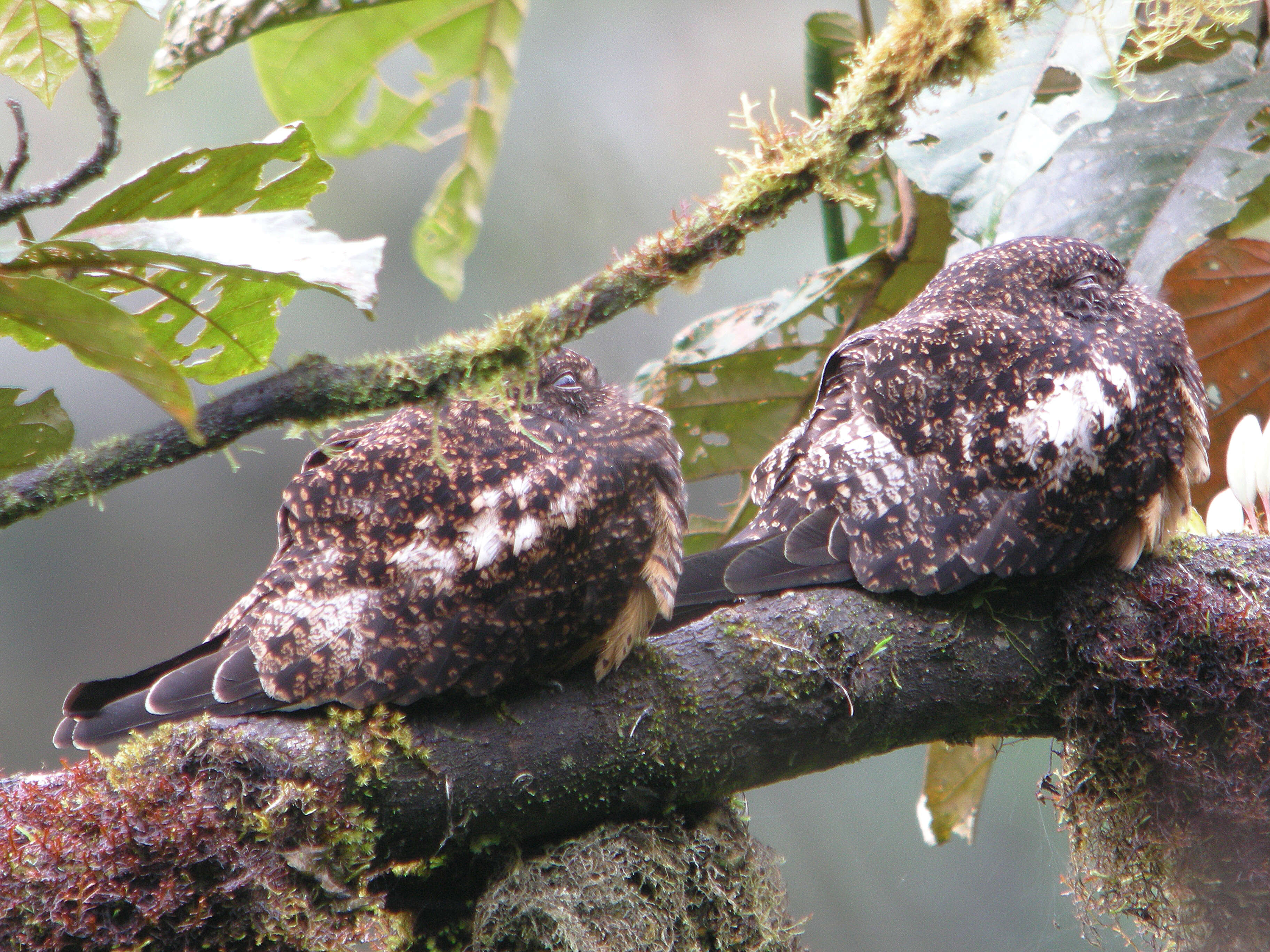 Image of Rufous-bellied Nighthawk