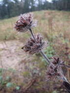 Image of wild basil