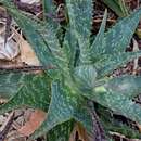 Aloe lateritia Engl. resmi