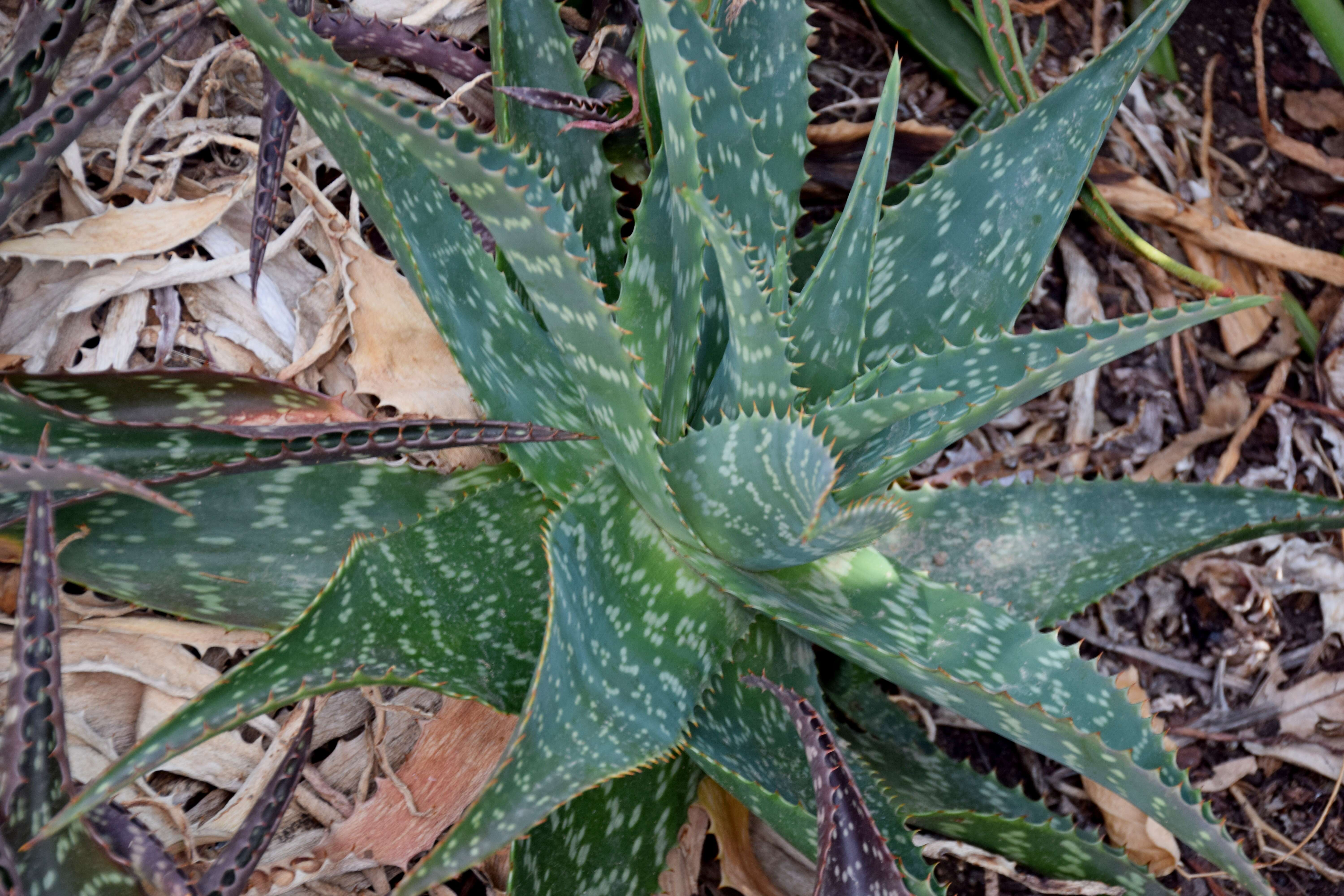 Aloe lateritia Engl. resmi