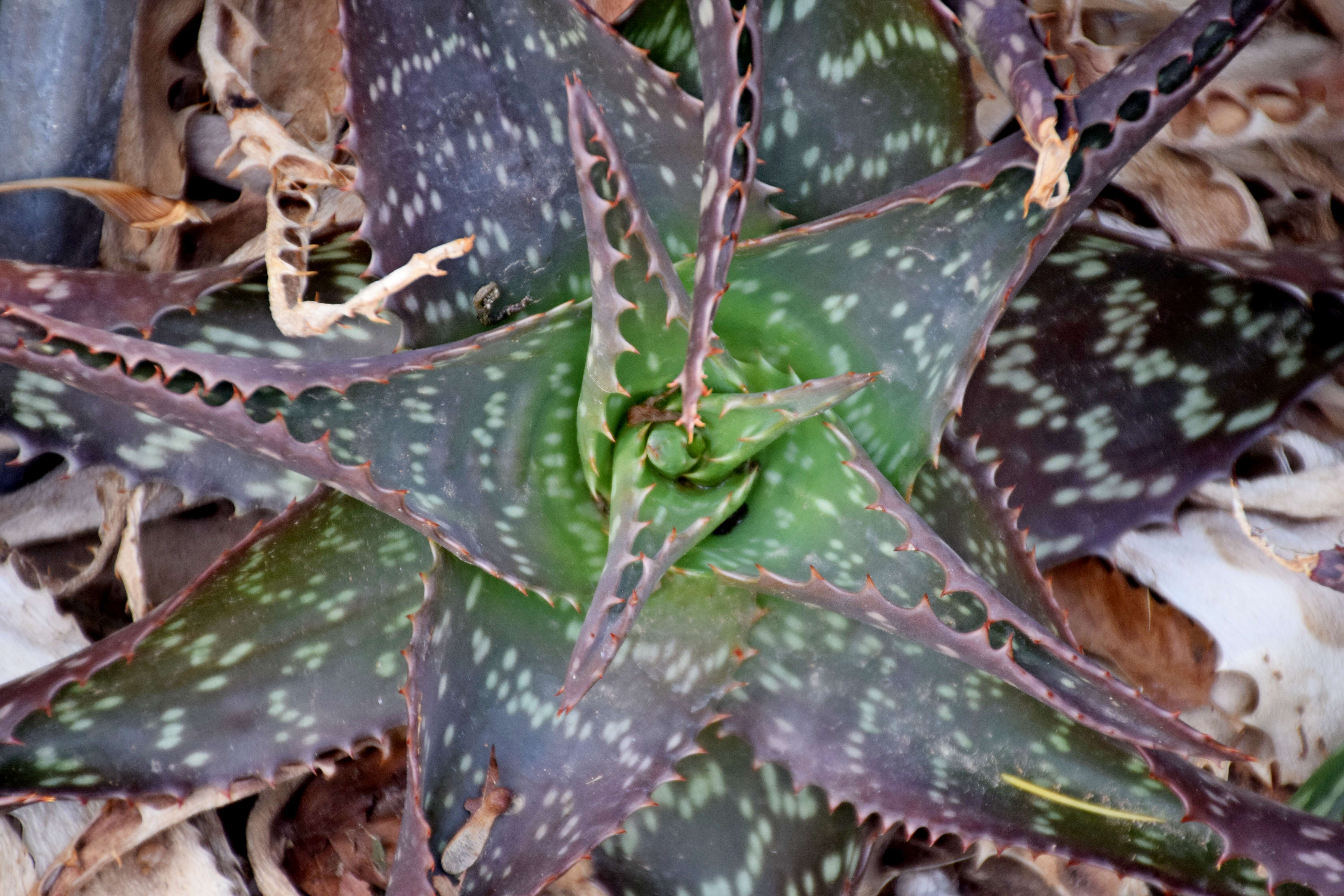 Aloe lateritia Engl. resmi