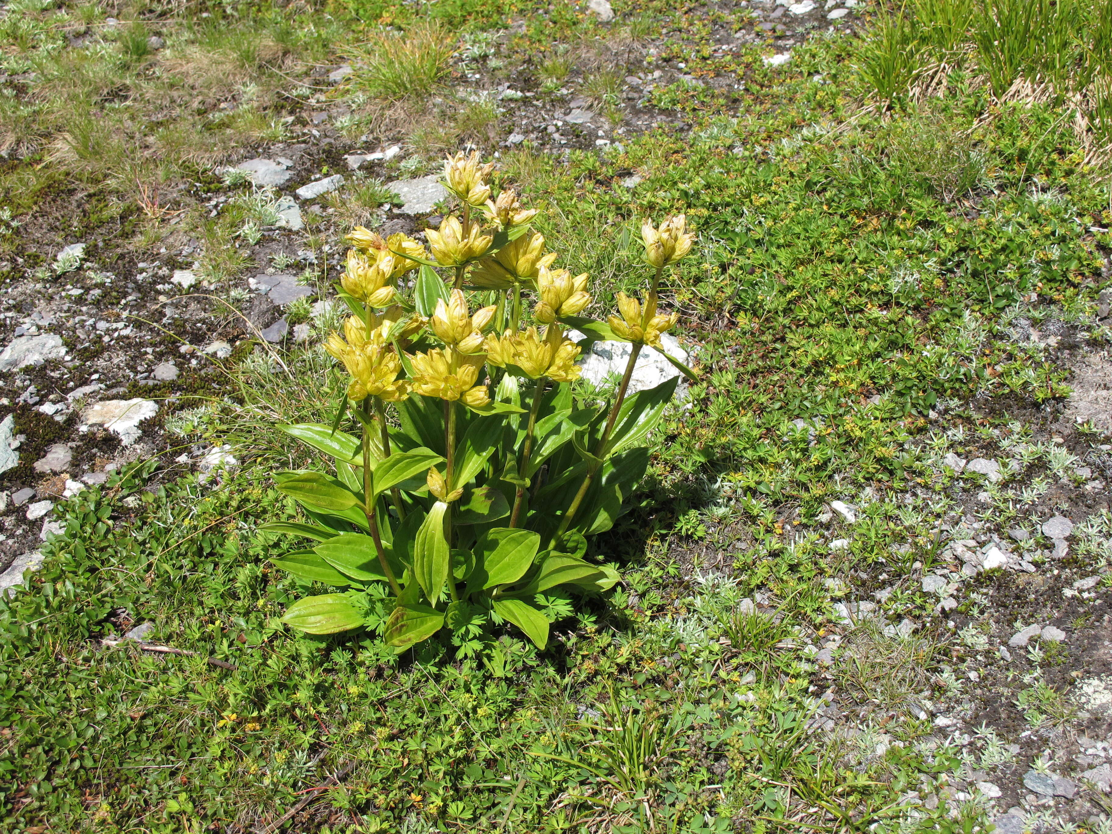Image of Spotted Gentian