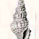 Image of Drillia sesquitertia