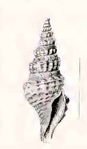 Image of Drillia sesquitertia