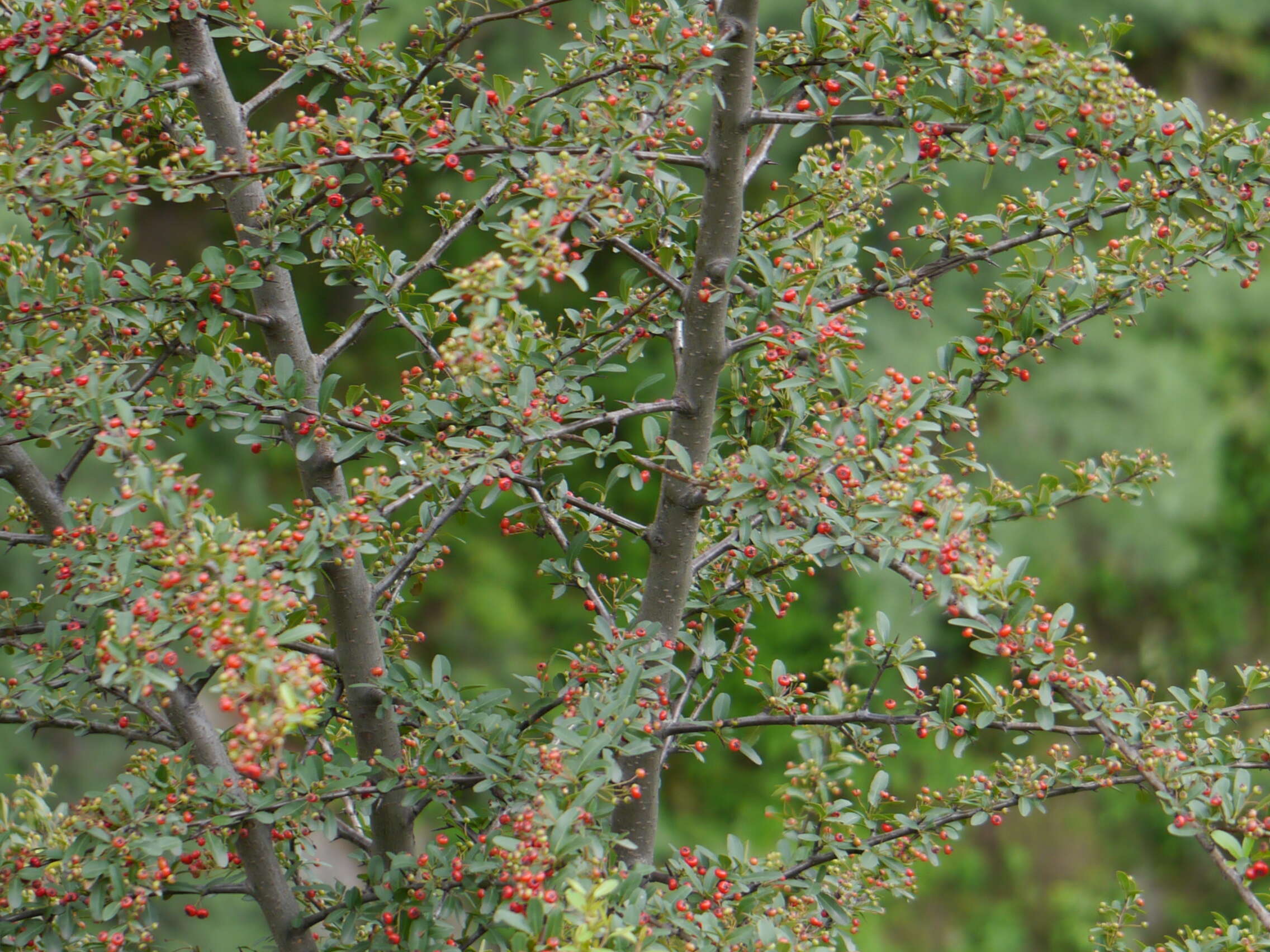 Image de Pyracantha crenulata (D. Don) M. Roemer