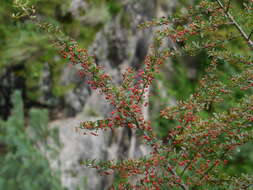 Image de Pyracantha crenulata (D. Don) M. Roemer