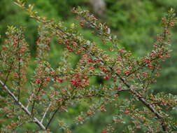 Image de Pyracantha crenulata (D. Don) M. Roemer