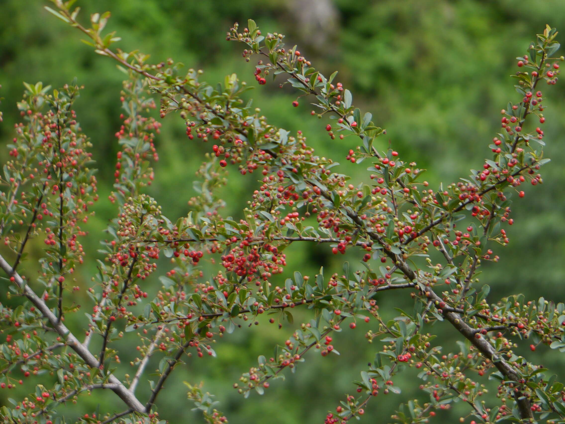 Image de Pyracantha crenulata (D. Don) M. Roemer