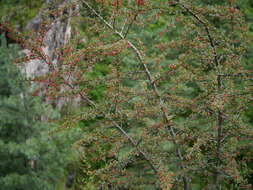 Image de Pyracantha crenulata (D. Don) M. Roemer