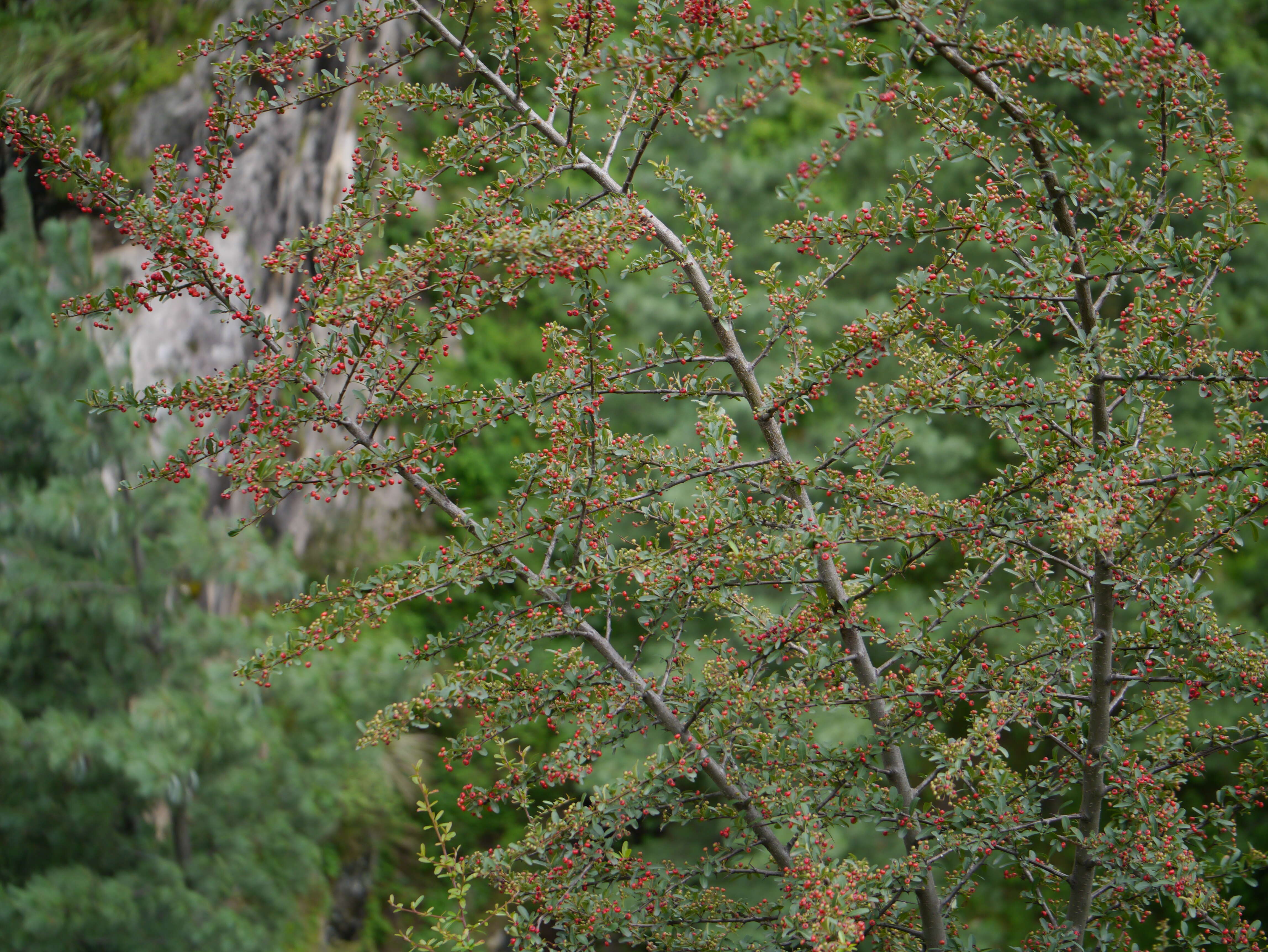 Image de Pyracantha crenulata (D. Don) M. Roemer