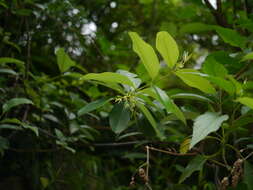 Image of Cryptolepis buchananii Schultes ex Roemer & Schultes