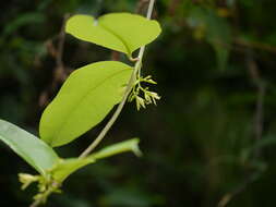 Image of Cryptolepis buchananii Schultes ex Roemer & Schultes