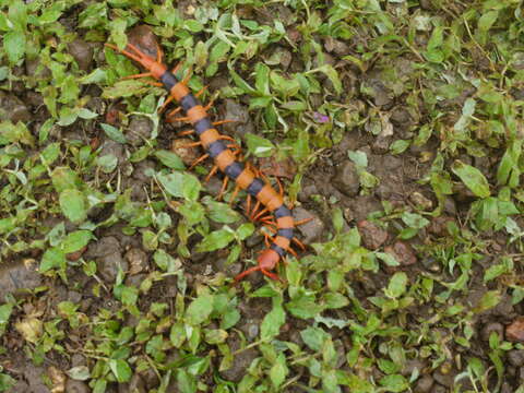 Image of Indian tiger centipede